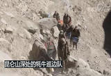 新春走基层 昆仑山深处的牦牛巡边队