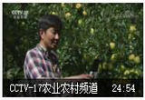 金苹果