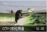 直播带货助力大葱销售