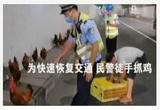 货车后轮脱落 隧道变“养鸡场”