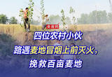 四位农村小伙路遇麦地冒烟上前灭火，挽救百亩麦地