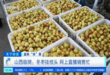 冬枣挂枝头 网上直播销售忙
