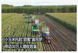小玉米托起“甜蜜”富民梦
