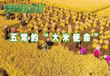 五常的“大米使命”