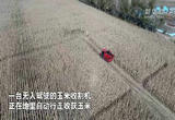 “无人农场”实现玉米无人自动收割