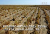 2万多亩“沙漠人参”喜获丰收