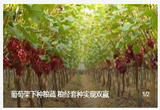 葡萄架下种粮蔬 粮经套种实现双赢