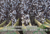 新疆“超级棉田”再获丰收