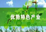 覆盖率达96.11%！广西大力推动特色产业发展