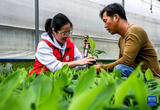 广西兴业：科技特派员送技下乡助力乡村振兴