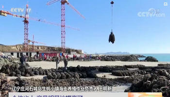 辽宁大连：10万亩生蚝迎来采捕季