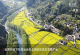 陕西汉中：机械化让114万亩油菜高效播栽 打下丰产基础