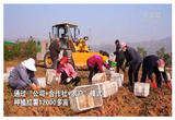 河北武安：小红薯拓宽乡村振兴路