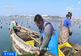 山东荣成：海带“播种”季 海上“冬耕”忙