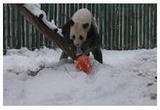 实拍大熊猫在东北雪地放飞自我