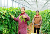 江西永新：蔬菜产业助农增收