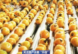 打开水果地图 看看你的甜蜜由谁承包