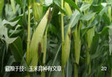 藏粮于技：玉米育种有文章