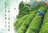 【四季的味道】雪芽芳香都匀生 三绿三黄毛尖茶