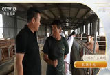 养牛达人如何带领养殖户渡过难关