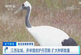 江苏盐城：黄海湿地迎来越冬丹顶鹤