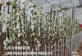 山西平陆：技术和人才赋能特色产业 拓宽农民增收致富渠道