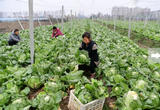 合肥：采收蔬菜供应市场