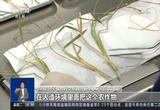 神十四乘组带回植物种子 “太空植物”生长有何奥秘？
