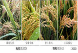 科学家找到调控水稻、小麦穗发芽的“开关”