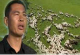 天然草场产草量低 动员牧户改良草场他该怎么做？