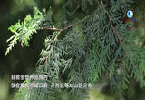 “植物大熊猫”崖柏的新生之旅