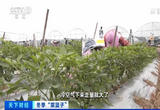 “飞渡计划”建立起大宗采购商与企业对接的“高速快线”