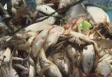 浙江三门：鲜甜的海味 满满的收获
