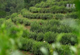 婺州举岩：千年贡茶 茶韵悠长