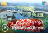 【在希望的田野上】一颗番茄背后的种业振兴之道