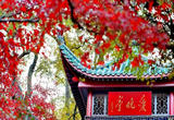 长沙：爱晚亭旁好“枫”景 霜叶红于二月花