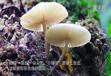 微距镜头下的大围山保护区蘑菇王国