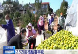 江西会昌：2.5万亩桔柚喜丰收