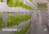 李开和他的“蔬菜工厂”