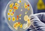 小酵母大学问 揭秘人类与微生物的相处之道