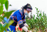 贵州普安迎来新年绿茶第一采