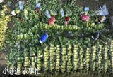 小寒近 农事忙