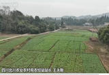 四川北川：智能化田管 提高油菜种植效益