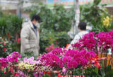 年宵花品种丰富 市民采购喜迎春节