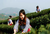 四川纳溪：特早茶开采