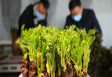 辽宁新民：刺嫩芽成了“致富芽”