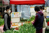 年宵花市又一春