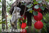 七代同堂 考拉迎春节