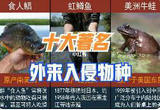 如何打赢外来入侵物种阻击战？