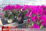 江苏 除夕到 年味浓 年宵花市场红火 市民乐购迎新春